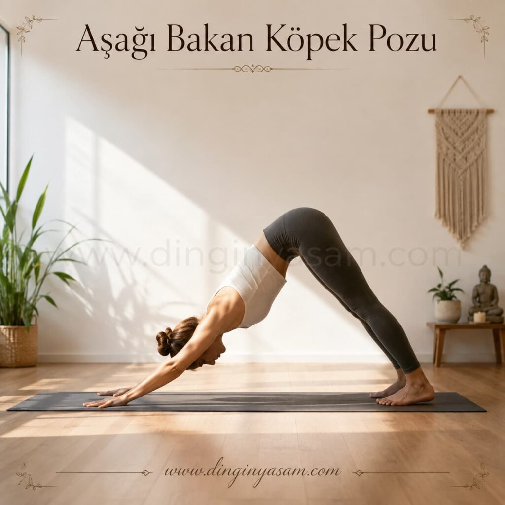 Aşağı Bakan Köpek Pozu (Adho Mukha Svanasana) yoga hareketi