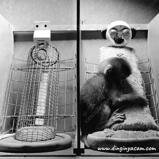 baglanma deneyleri Harry Harlow maymun deneyi